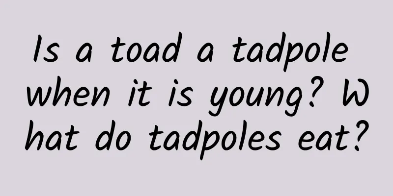 Is a toad a tadpole when it is young? What do tadpoles eat?