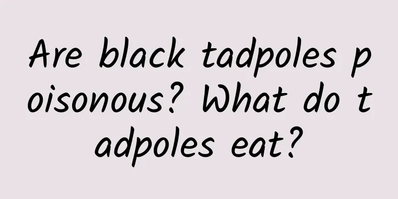 Are black tadpoles poisonous? What do tadpoles eat?