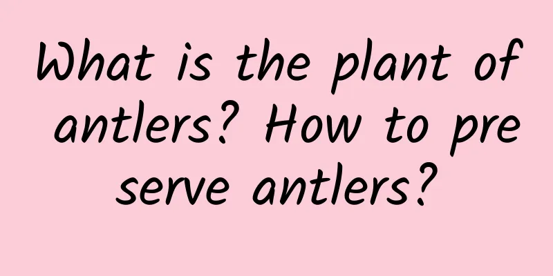 What is the plant of antlers? How to preserve antlers?