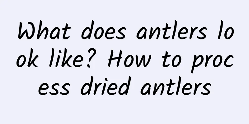 What does antlers look like? How to process dried antlers