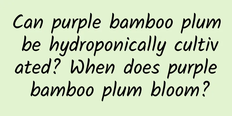 Can purple bamboo plum be hydroponically cultivated? When does purple bamboo plum bloom?