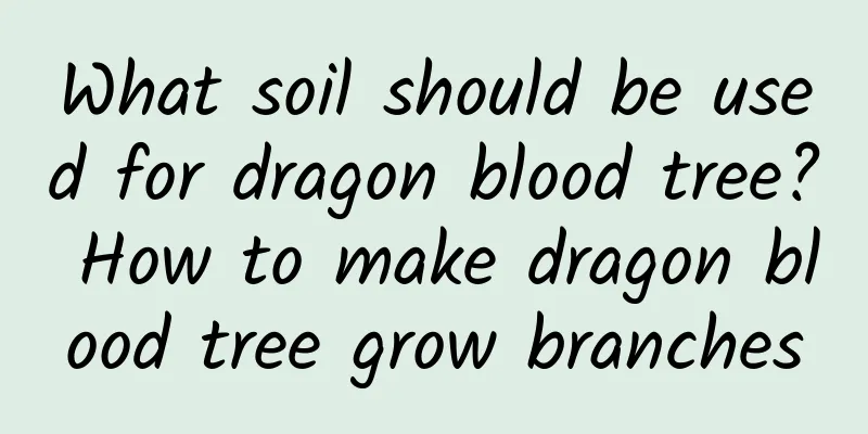 What soil should be used for dragon blood tree? How to make dragon blood tree grow branches