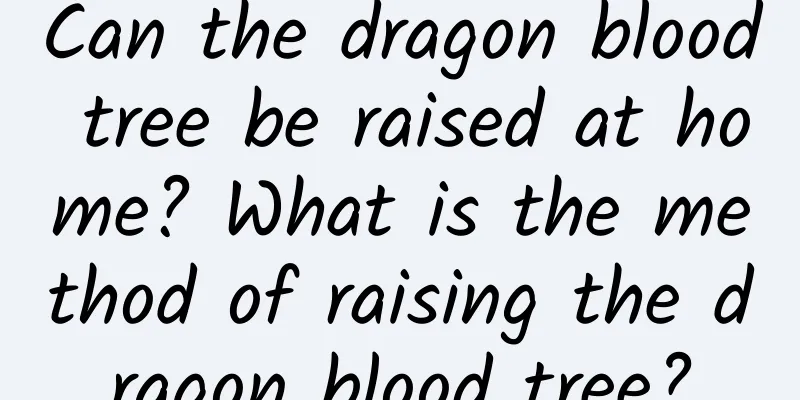 Can the dragon blood tree be raised at home? What is the method of raising the dragon blood tree?