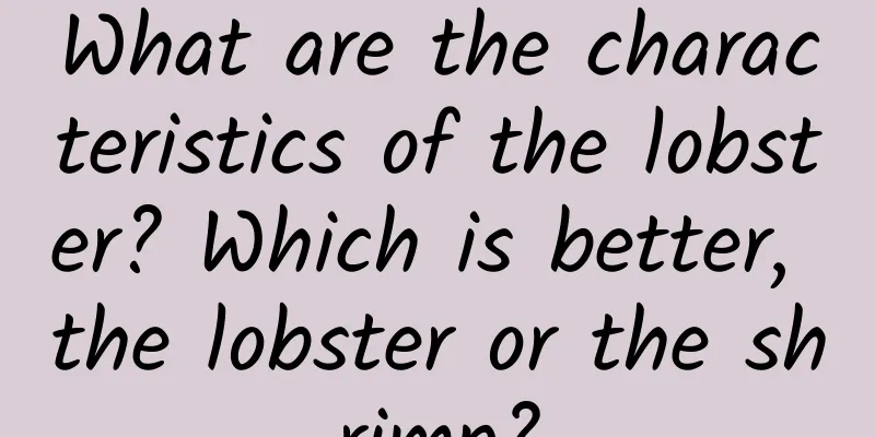 What are the characteristics of the lobster? Which is better, the lobster or the shrimp?
