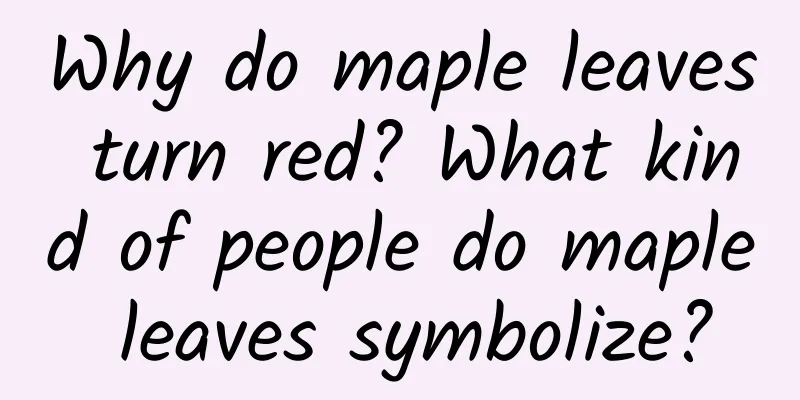 Why do maple leaves turn red? What kind of people do maple leaves symbolize?