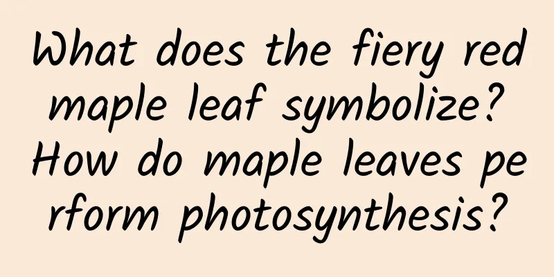 What does the fiery red maple leaf symbolize? How do maple leaves perform photosynthesis?