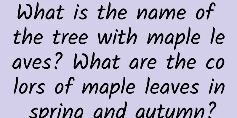 What is the name of the tree with maple leaves? What are the colors of maple leaves in spring and autumn?