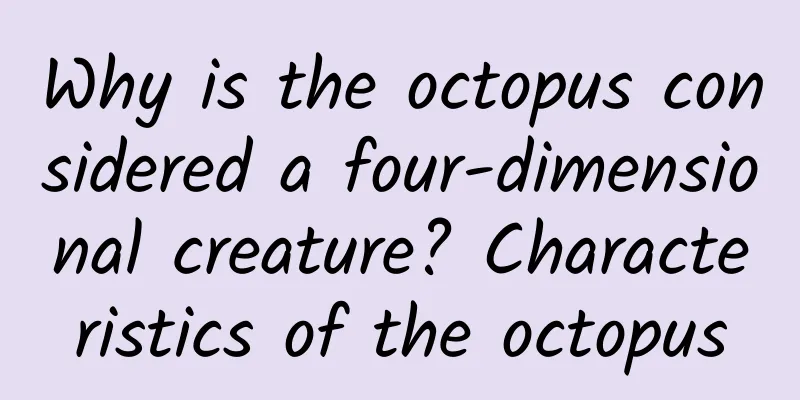 Why is the octopus considered a four-dimensional creature? Characteristics of the octopus