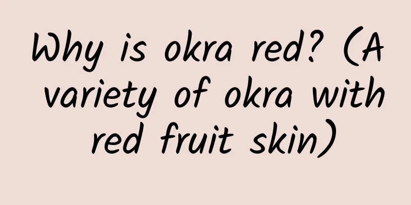 Why is okra red? (A variety of okra with red fruit skin)
