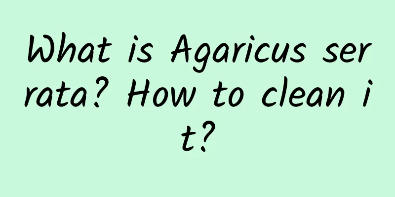 What is Agaricus serrata? How to clean it?