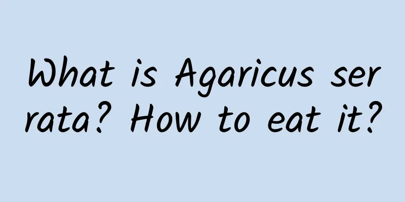 What is Agaricus serrata? How to eat it?