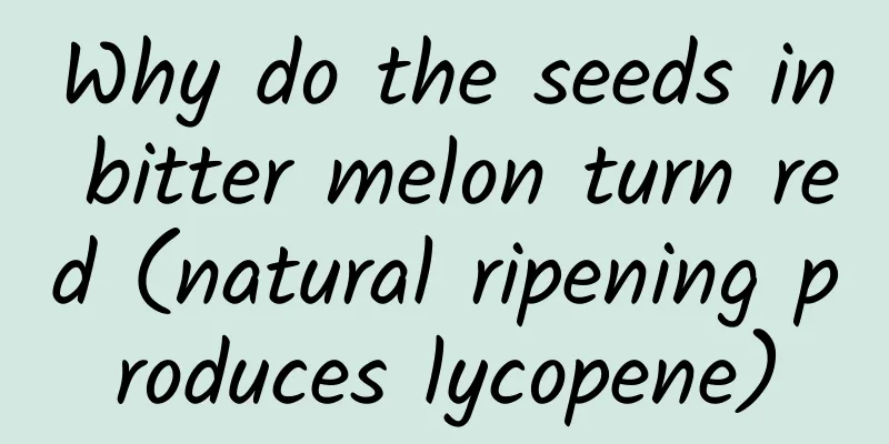 Why do the seeds in bitter melon turn red (natural ripening produces lycopene)