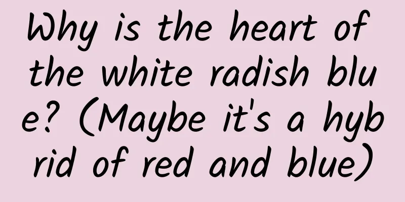 Why is the heart of the white radish blue? (Maybe it's a hybrid of red and blue)