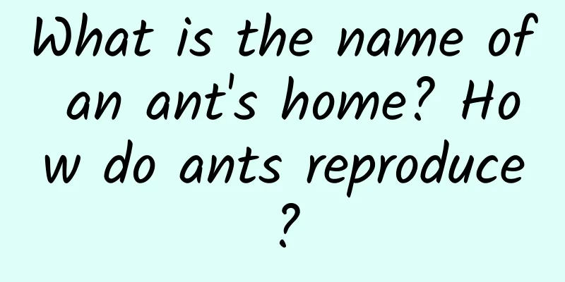 What is the name of an ant's home? How do ants reproduce?
