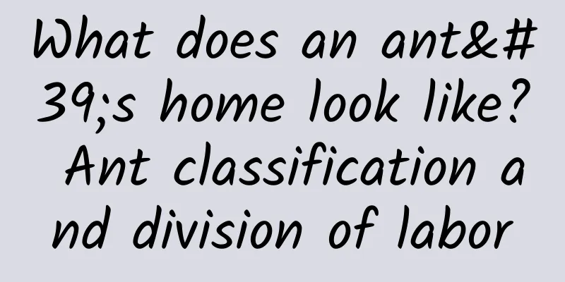 What does an ant's home look like? Ant classification and division of labor
