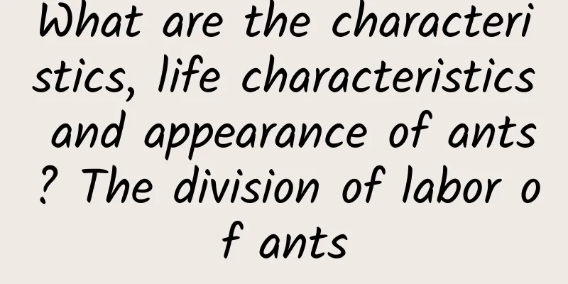 What are the characteristics, life characteristics and appearance of ants? The division of labor of ants