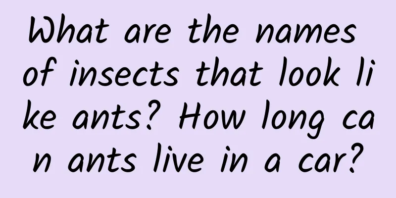 What are the names of insects that look like ants? How long can ants live in a car?