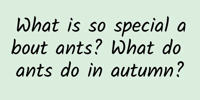 What is so special about ants? What do ants do in autumn?