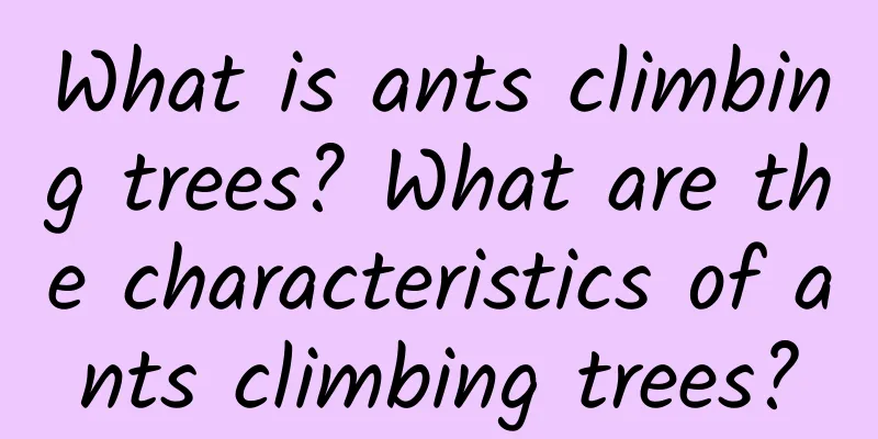 What is ants climbing trees? What are the characteristics of ants climbing trees?