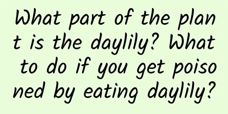 What part of the plant is the daylily? What to do if you get poisoned by eating daylily?