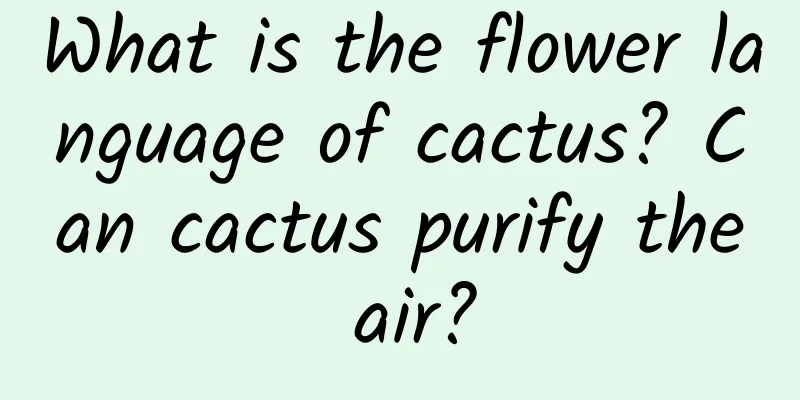What is the flower language of cactus? Can cactus purify the air?