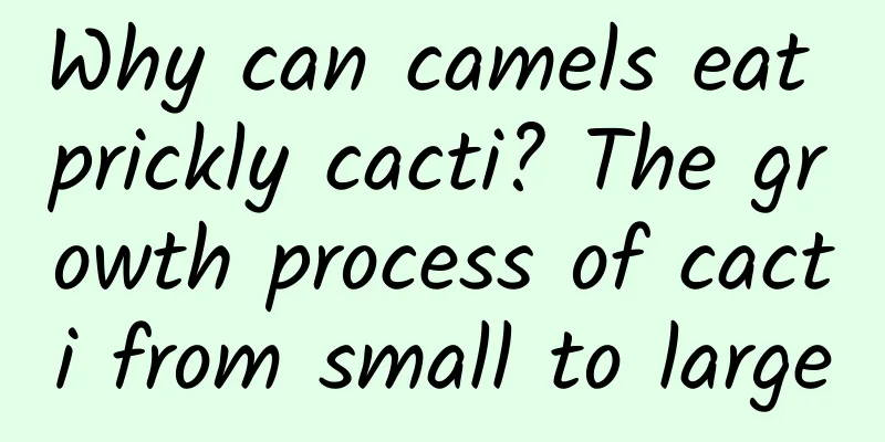 Why can camels eat prickly cacti? The growth process of cacti from small to large