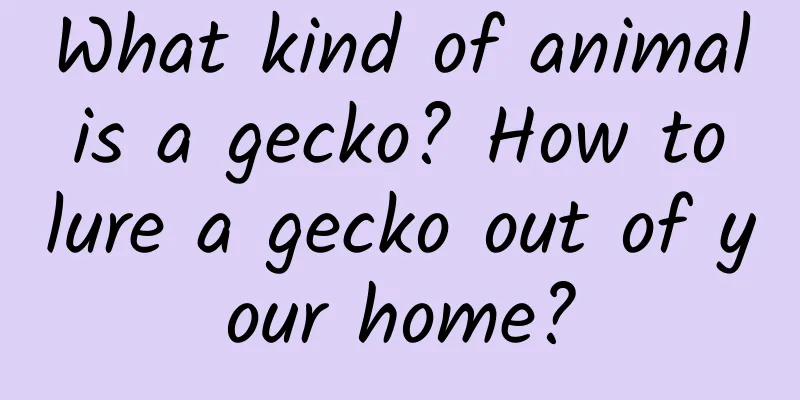 What kind of animal is a gecko? How to lure a gecko out of your home?