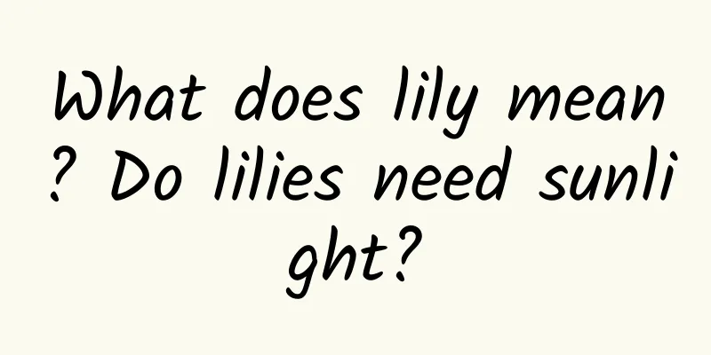 What does lily mean? Do lilies need sunlight?