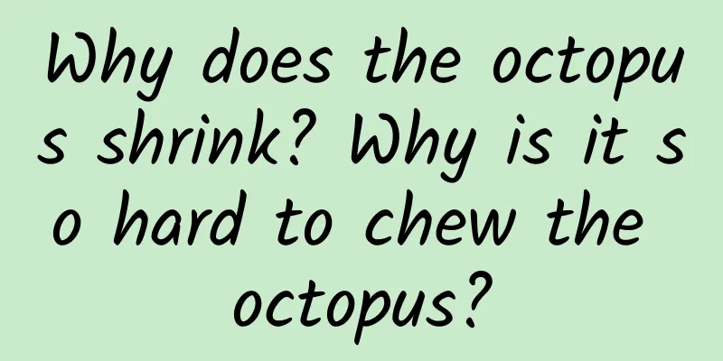 Why does the octopus shrink? Why is it so hard to chew the octopus?