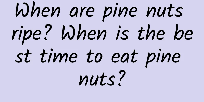 When are pine nuts ripe? When is the best time to eat pine nuts?