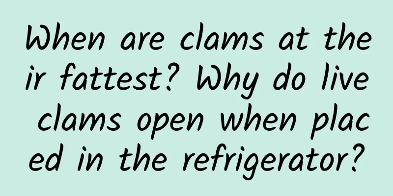 When are clams at their fattest? Why do live clams open when placed in the refrigerator?
