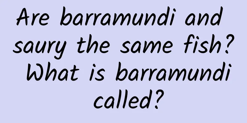 Are barramundi and saury the same fish? What is barramundi called?