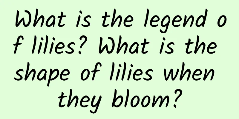 What is the legend of lilies? What is the shape of lilies when they bloom?