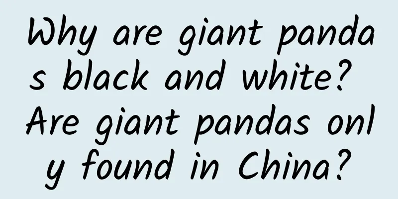 Why are giant pandas black and white? Are giant pandas only found in China?