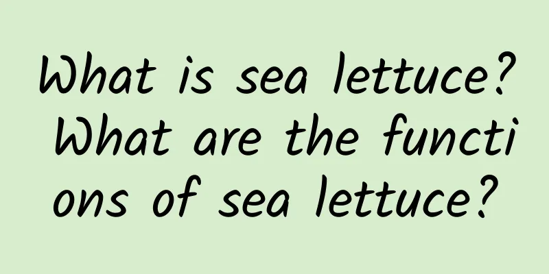 What is sea lettuce? What are the functions of sea lettuce?
