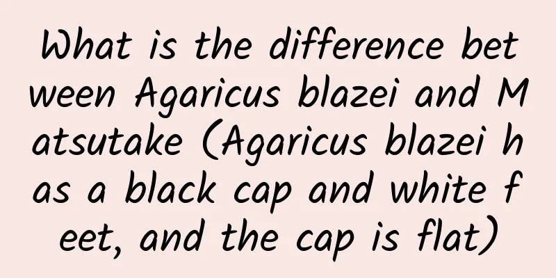 What is the difference between Agaricus blazei and Matsutake (Agaricus blazei has a black cap and white feet, and the cap is flat)