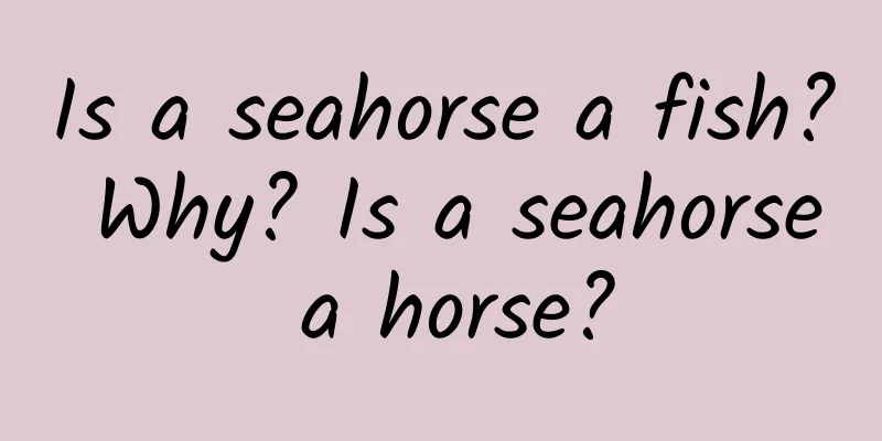 Is a seahorse a fish? Why? Is a seahorse a horse?