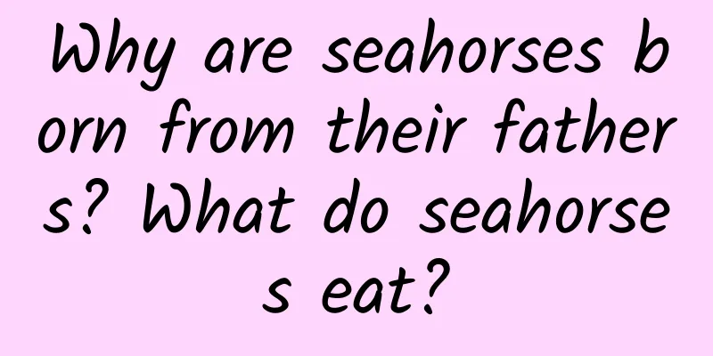 Why are seahorses born from their fathers? What do seahorses eat?