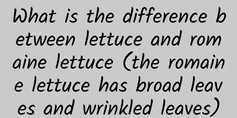 What is the difference between lettuce and romaine lettuce (the romaine lettuce has broad leaves and wrinkled leaves)