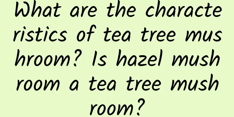 What are the characteristics of tea tree mushroom? Is hazel mushroom a tea tree mushroom?