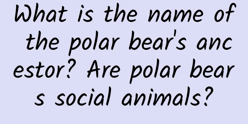 What is the name of the polar bear's ancestor? Are polar bears social animals?
