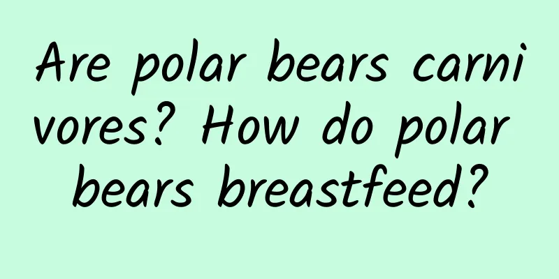 Are polar bears carnivores? How do polar bears breastfeed?