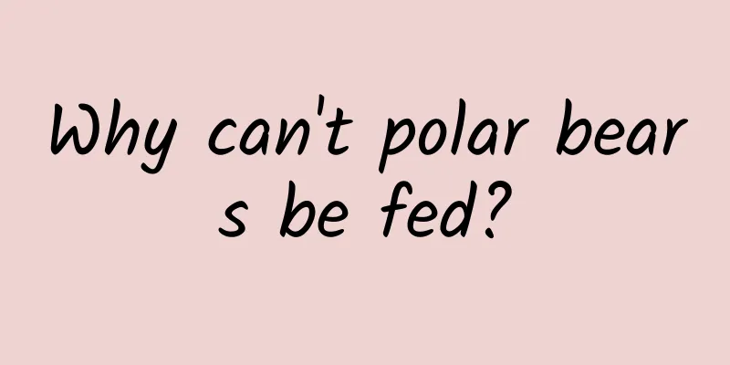 Why can't polar bears be fed?