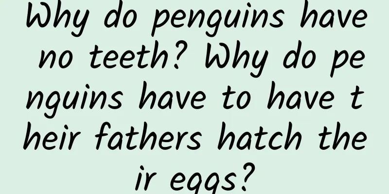 Why do penguins have no teeth? Why do penguins have to have their fathers hatch their eggs?
