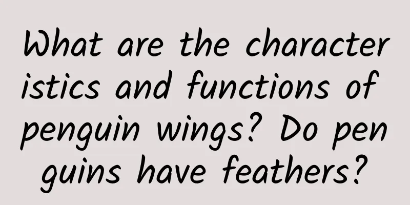 What are the characteristics and functions of penguin wings? Do penguins have feathers?