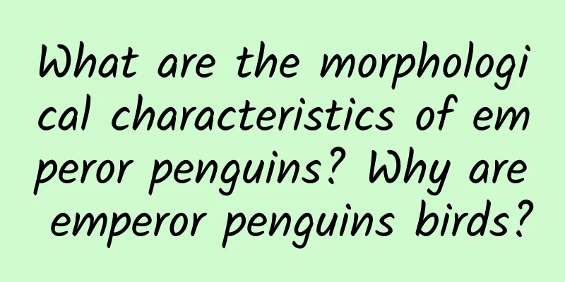 What are the morphological characteristics of emperor penguins? Why are emperor penguins birds?