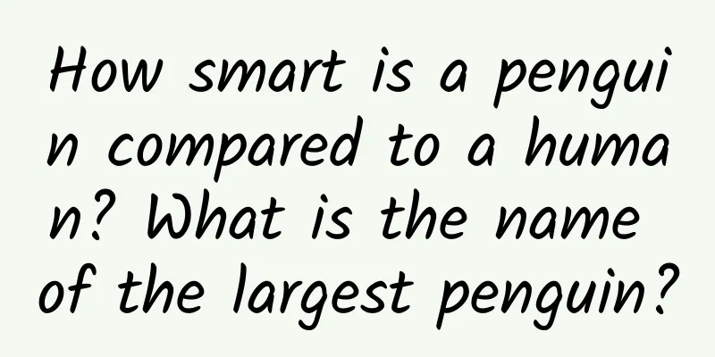 How smart is a penguin compared to a human? What is the name of the largest penguin?
