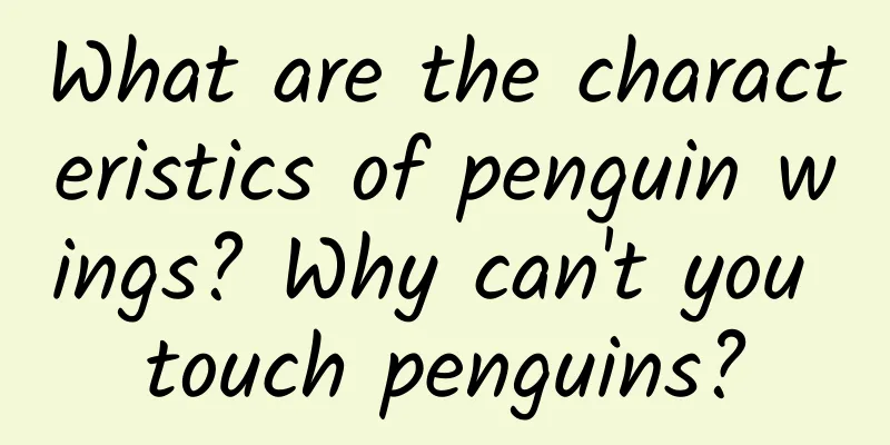What are the characteristics of penguin wings? Why can't you touch penguins?