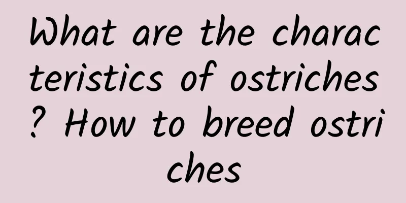 What are the characteristics of ostriches? How to breed ostriches