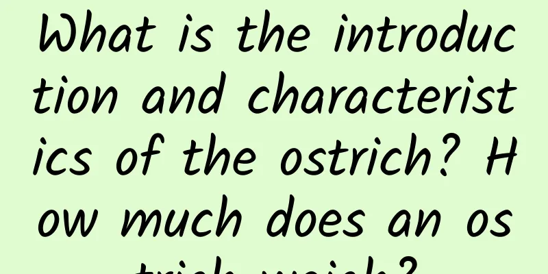 What is the introduction and characteristics of the ostrich? How much does an ostrich weigh?